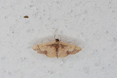 Idaea kendallaria