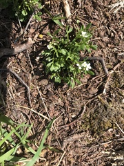 Cardamine resedifolia