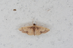 Idaea kendallaria