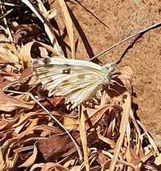 Pontia daplidice
