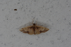 Idaea kendallaria