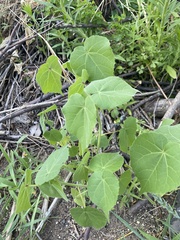 Abutilon theophrasti