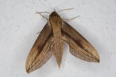 Xylophanes turbata