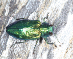 Chrysobothris harrisi