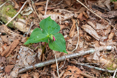 Trillium erectum erectum