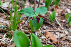 Trillium erectum erectum