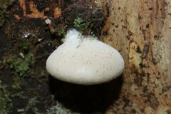 Conchomyces bursiformis