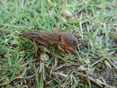 Gryllotalpa orientalis