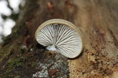 Conchomyces bursiformis