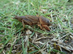 Gryllotalpa orientalis
