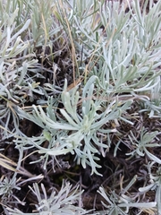 Artemisia tripartita