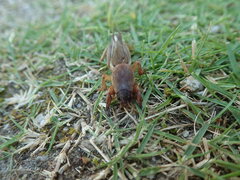 Gryllotalpa orientalis