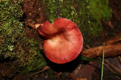 Russula