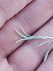 Artemisia tripartita