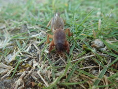 Gryllotalpa orientalis