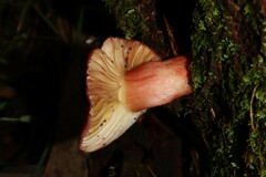 Russula