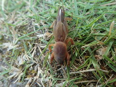 Gryllotalpa orientalis