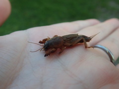 Gryllotalpa orientalis