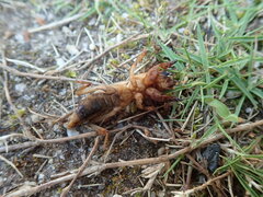 Gryllotalpa orientalis