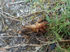 Gryllotalpa orientalis