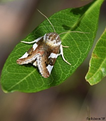 Acontia
