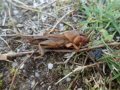 Gryllotalpa orientalis