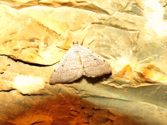 Taeniogramma