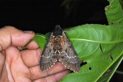 Manduca lanuginosa