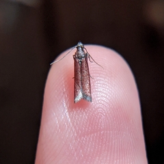 Varneria postremella