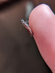 Varneria postremella