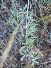 Cercocarpus ledifolius