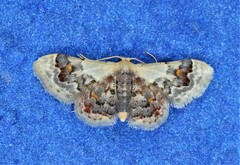 Idaea asceta