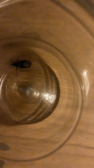 Triatoma gerstaeckeri