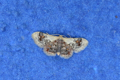 Idaea asceta