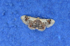 Idaea asceta