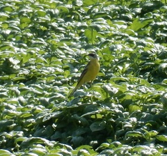 Motacilla flava cinereocapilla