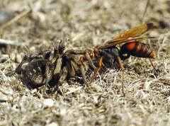 Cryptocheilus rubellus