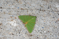 Eulepidotis viridissima