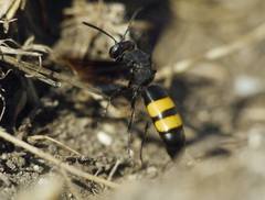 Stizoides tridentatus