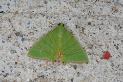 Eulepidotis viridissima