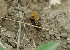 Cryptocheilus octomaculatus