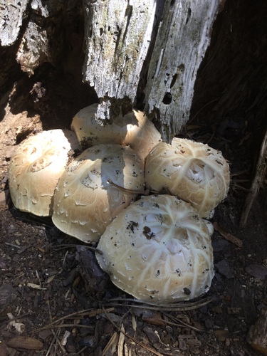 iNaturalist observation photo of Giant Sawgill