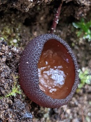 Peziza thozetii