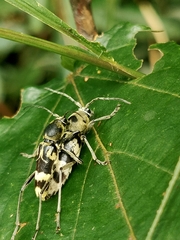 Chlorophorus signaticollis