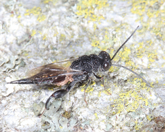 Phasgonophora sulcata