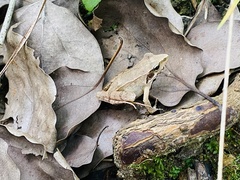 Rana zhenhaiensis