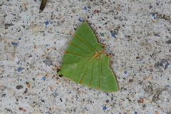 Eulepidotis viridissima