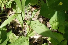 Lapsana communis communis