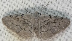 Idaea violacearia