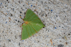 Eulepidotis viridissima